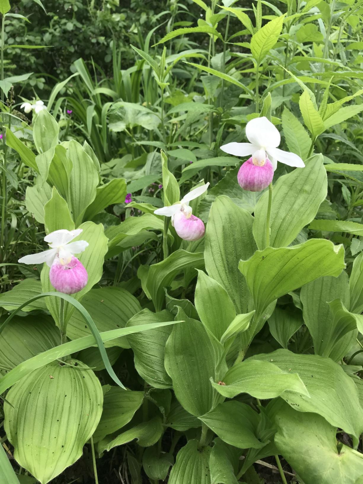 Cypripedium Reginae Showy Lady S Slipper Showy Lady S Slipper White