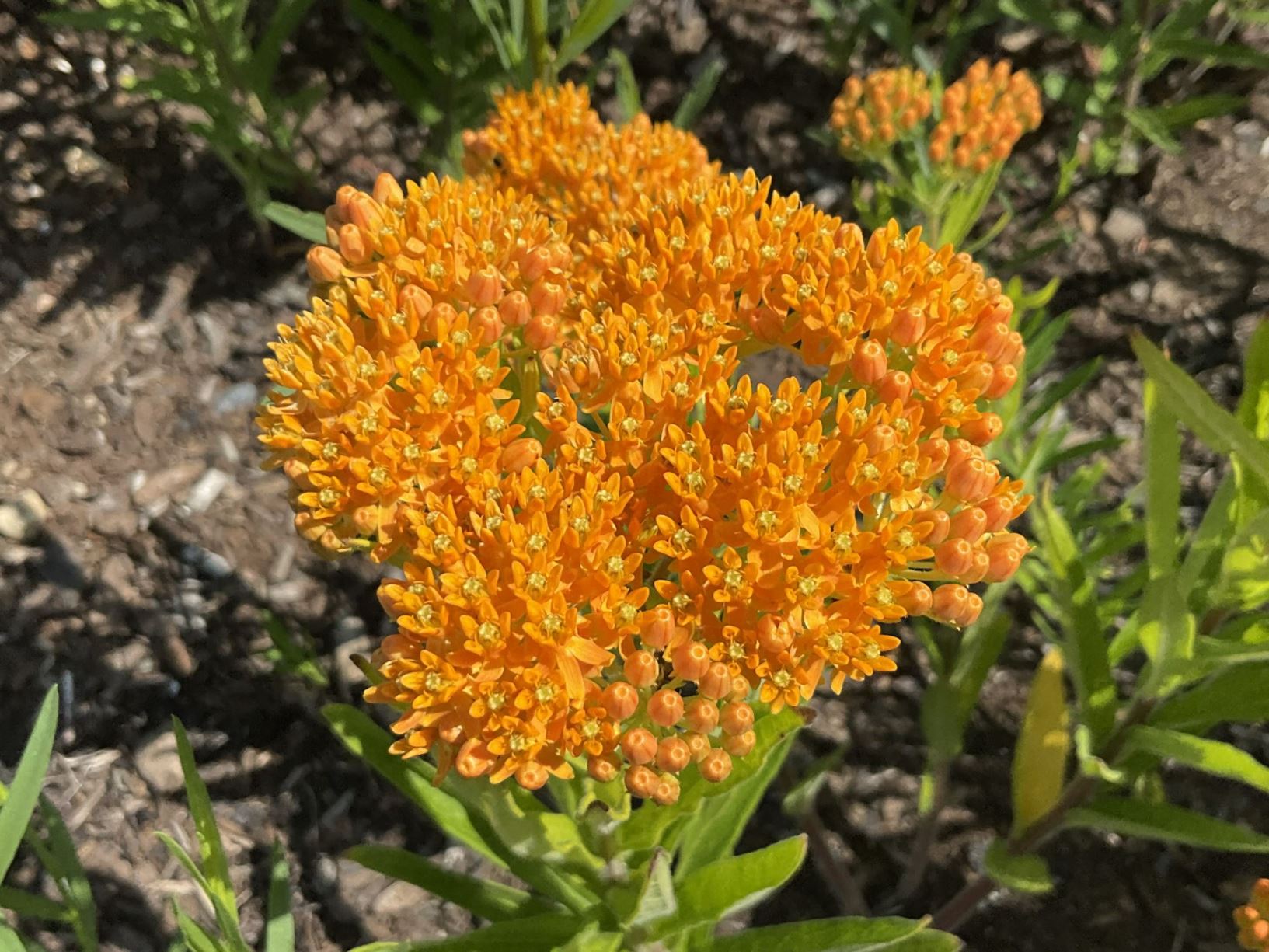 Asclepias tuberosa - butterfly weed