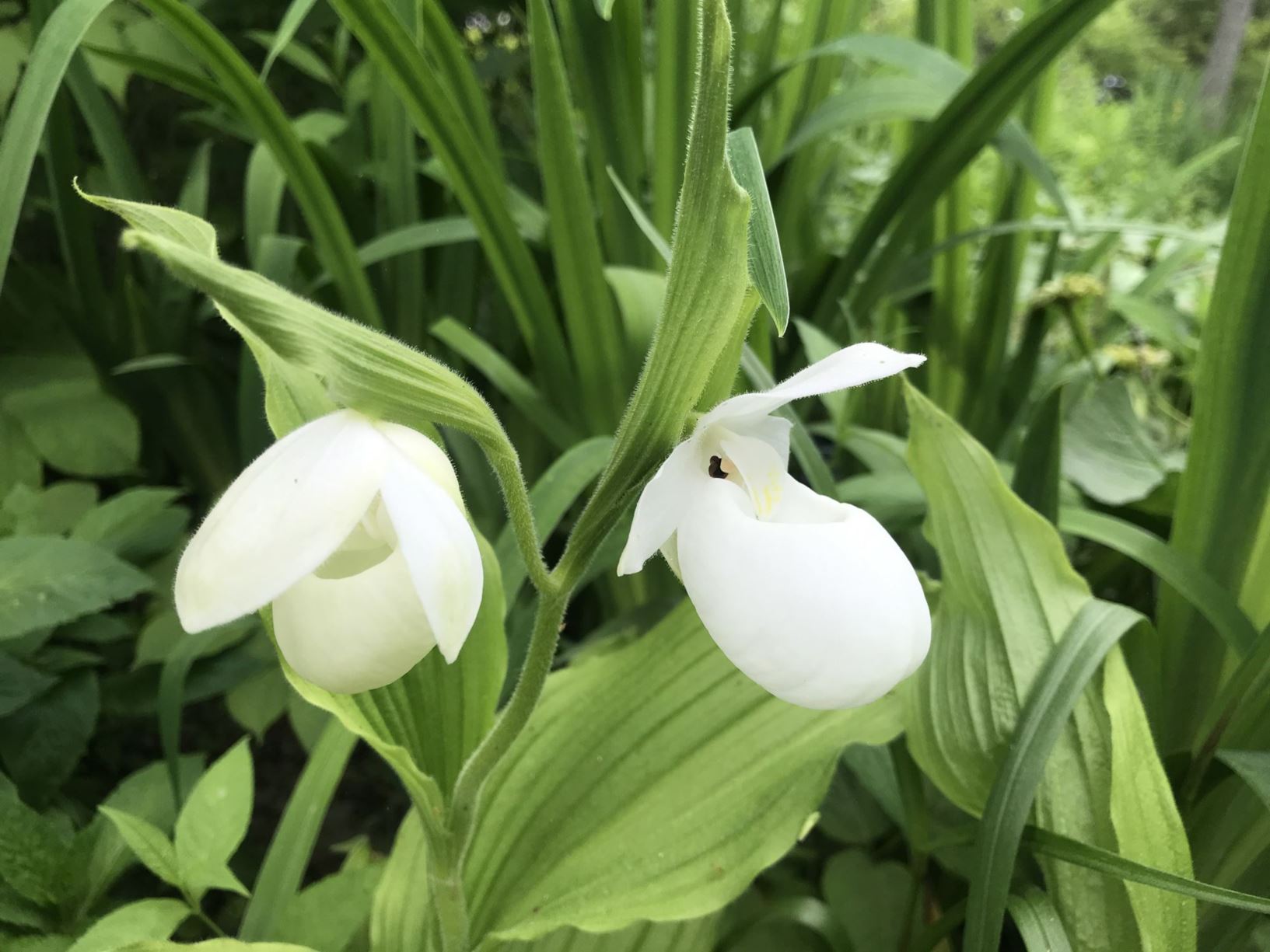 Cypripedium reginae - showy lady's-slipper, Showy Lady's Slipper, White Showy Lady's Slipper